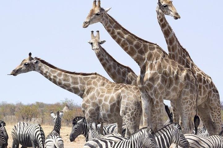 3-Day Amboseli Elephant Safari: Mount Kilimanjaro Game Drives & Swamp Wildlife photo 5