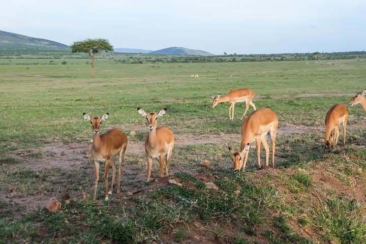 6-Day Best of Maasai Mara, Lake Nakuru & Amboseli Budget Safari photo 5