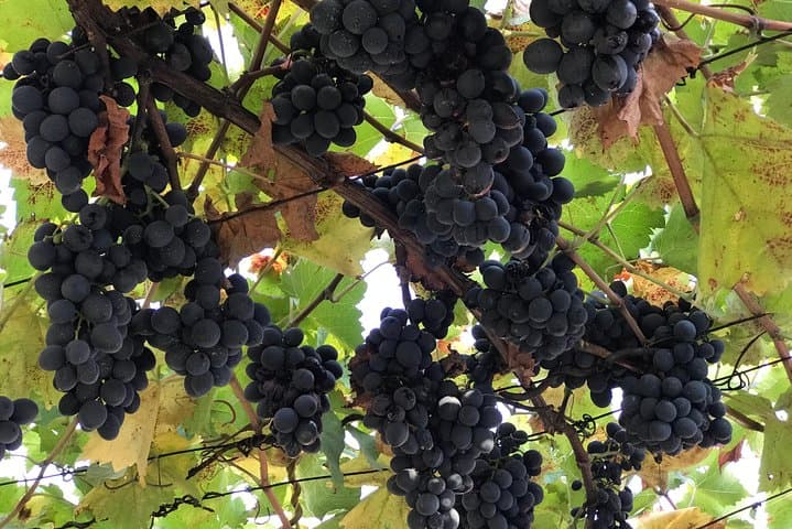 Kaheti One-Day Wine Tasting & Signagi Sightseeing Tour from Tbilisi photo 3