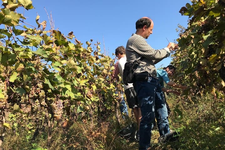 Kaheti One-Day Wine Tasting & Signagi Sightseeing Tour from Tbilisi photo 4