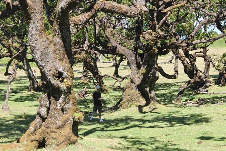 Full-Day Jeep Safari in Madeira: Small-Group 4x4 Adventure from Funchal photo 4