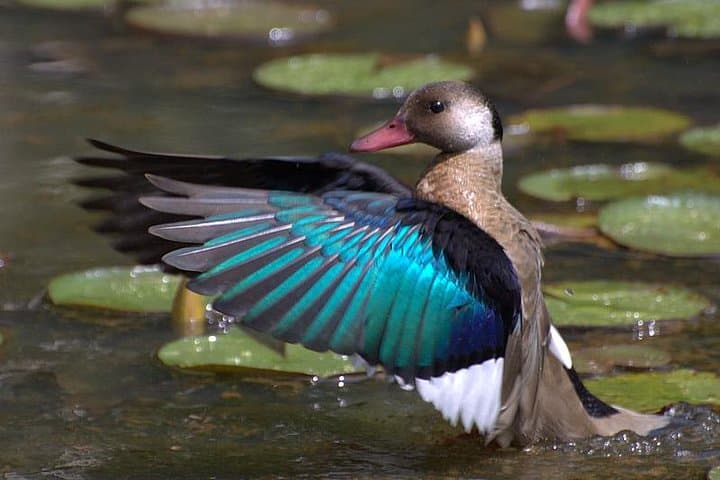 4-Day Kenyan Birding Tour: Nairobi, Lake Naivasha & Lake Nakuru Birdwatching photo 2