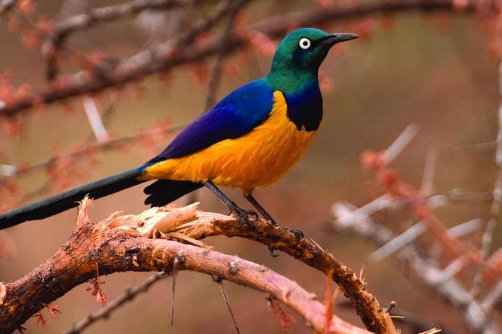 4-Day Kenyan Birding Tour: Nairobi, Lake Naivasha & Lake Nakuru Birdwatching photo 3