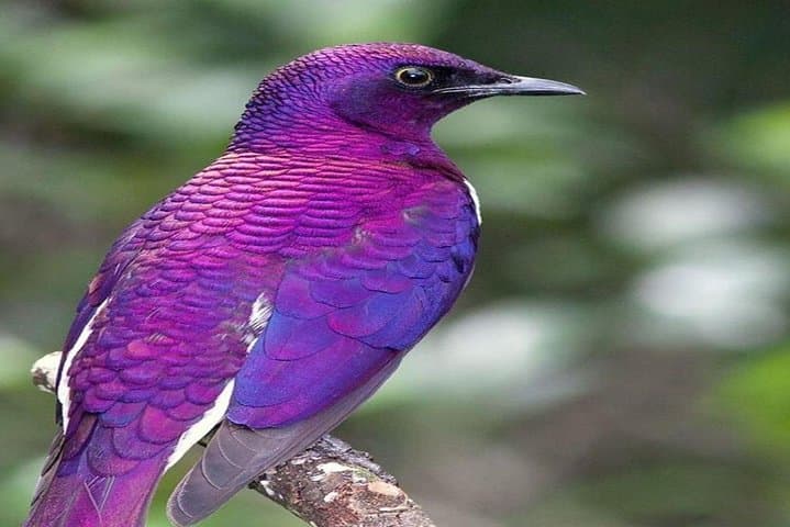 4-Day Kenyan Birding Tour: Nairobi, Lake Naivasha & Lake Nakuru Birdwatching photo 4