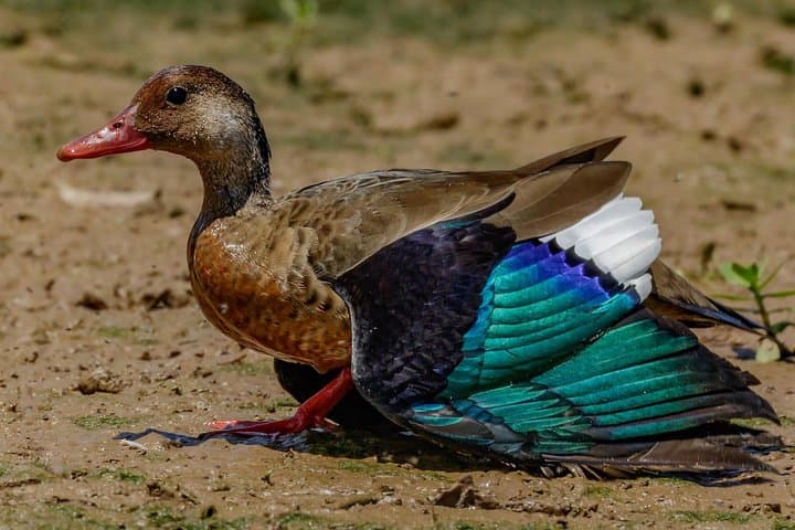 4-Day Kenyan Birding Tour: Nairobi, Lake Naivasha & Lake Nakuru Birdwatching photo 5