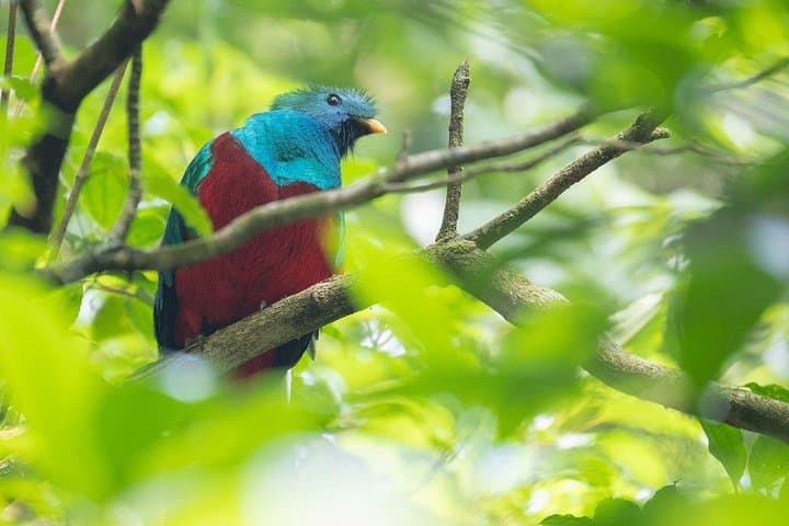 4-Day Kenyan Birding Tour: Nairobi, Lake Naivasha & Lake Nakuru Birdwatching photo 6