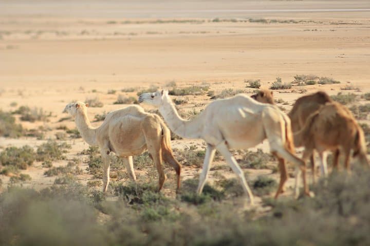 Desert Oasis Escape: 2-Day Ksar Ghilane, Chenini & Matmata Tour photo 6