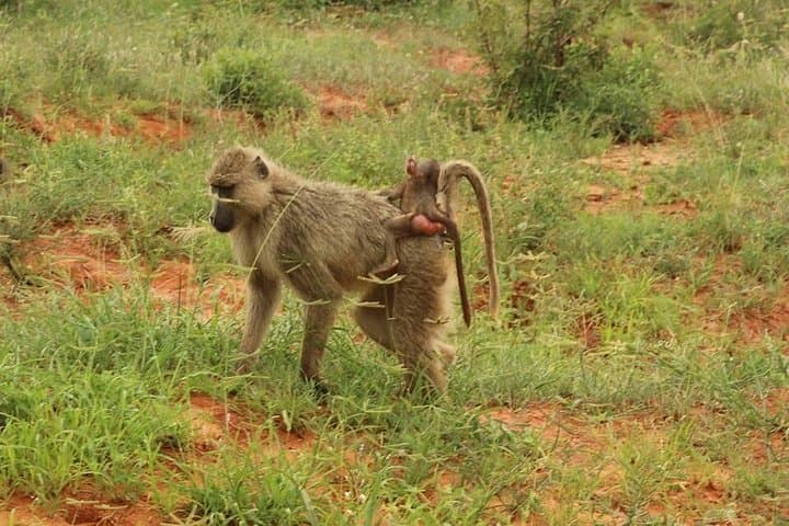 2-Day Tsavo East Safari: Big Five Drives from Mombasa to Voi photo 3