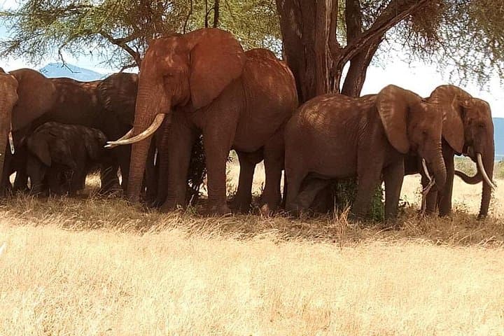 3-Day Safari: Tsavo East & Taita Hills at Saltlick Lodge photo 2
