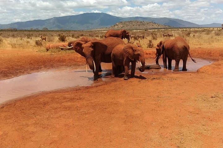 3-Day Private Safari from Mombasa: Tsavo East & Amboseli Wildlife Circuit photo 4