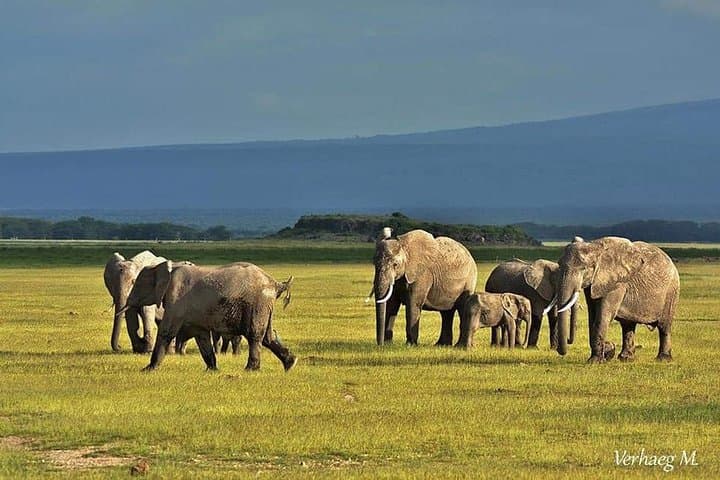 3-Day Private Safari from Mombasa: Tsavo East & Amboseli Wildlife Circuit photo 5