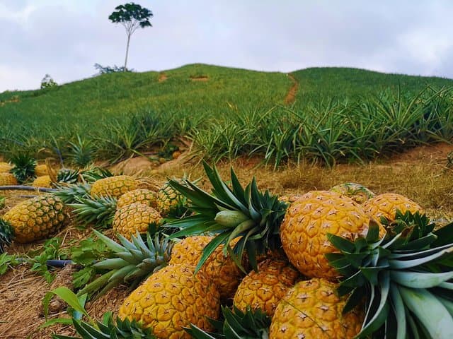 Citrus & Pineapple Farm Tour near Bucaramanga — Private Cultivations Visit & Tasting photo 1