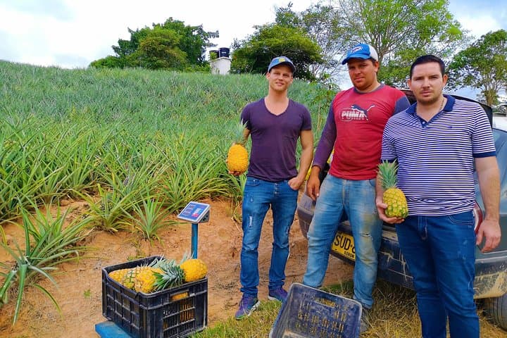Citrus & Pineapple Farm Tour near Bucaramanga — Private Cultivations Visit & Tasting photo 2