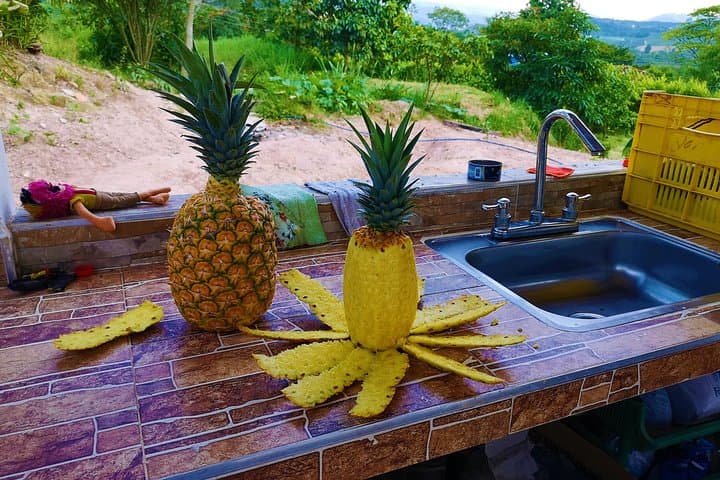 Citrus & Pineapple Farm Tour near Bucaramanga — Private Cultivations Visit & Tasting photo 3