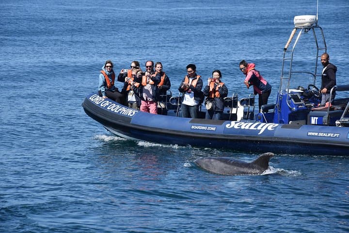 Dolphin Watching from Lagos Marina: Sealife Sea Safari with Marine Biologists photo 4