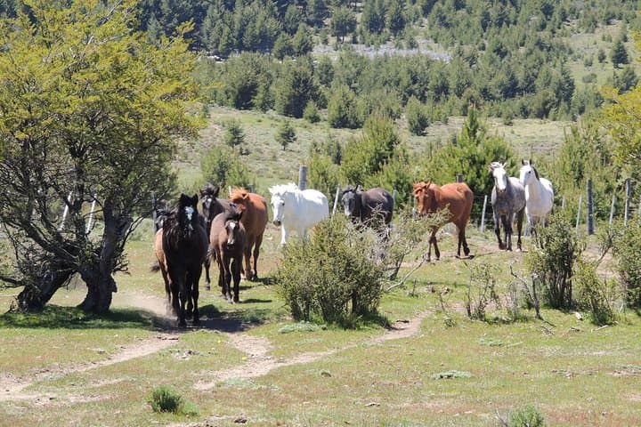 Horseback Riding and Asado in San Carlos de Bariloche — Ñires, Andes Views & Criollo Lunch photo 6