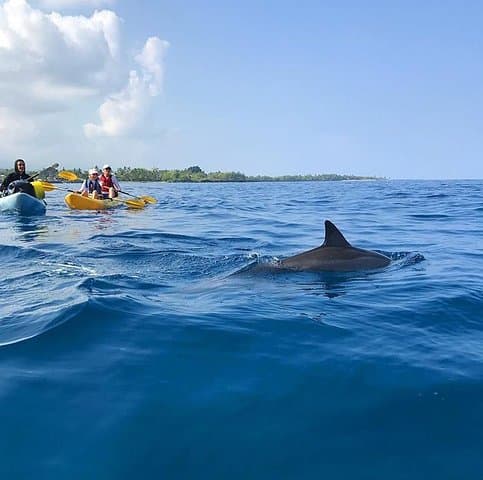 Experience Kealakekua Bay on a Guided Outrigger Canoe Tour photo 5