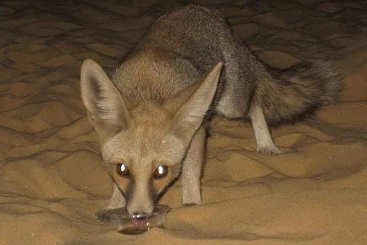White Desert and Bahariya Oasis: 2-Day Desert Camping from Cairo photo 3
