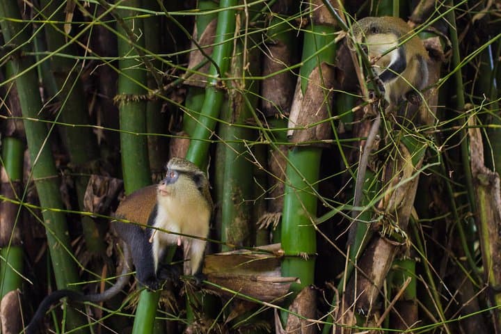 Eco Volta Expedition: Wli Falls, Mount Afadja & Tafi Monkey Sanctuary Day Tour photo 3