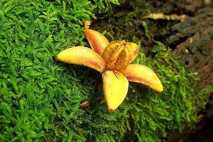 Cloud-Forest Hike in La Tigra National Park — Tegucigalpa Day Trip photo 3