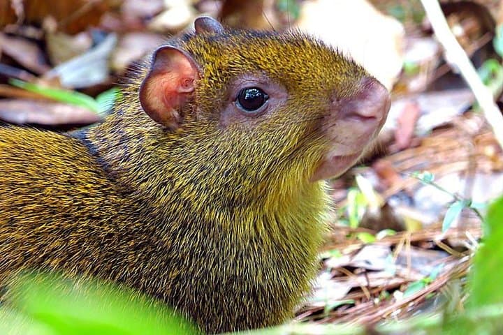 Cloud-Forest Hike in La Tigra National Park — Tegucigalpa Day Trip photo 4