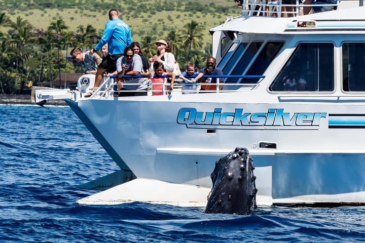 Maalaea Whale Watching Aboard the Quicksilver: 2-Hour Maui Catamaran Cruise photo 3