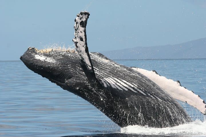 Ma'alaea Whale Watch Aboard the Malolo: 2-Hour Catamaran Cruise photo 6
