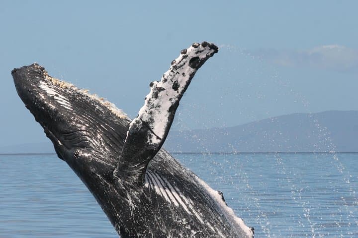 Ma'alaea Whale Watch Aboard the Malolo: 2-Hour Catamaran Cruise photo 5