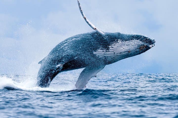 Ma'alaea Whale Watch Aboard the Malolo: 2-Hour Catamaran Cruise