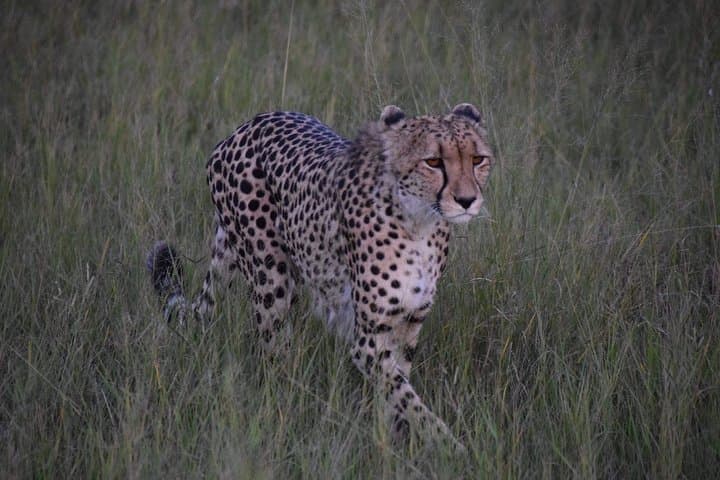 Hwange Day Trip from Victoria Falls — Full-Day Game Drives to Watering Holes