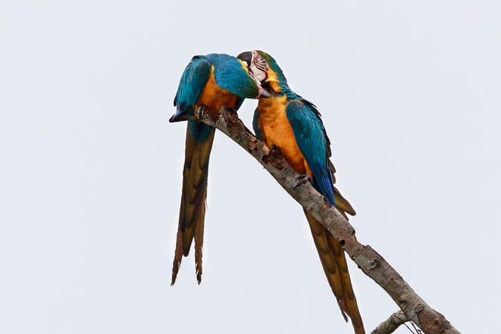 Macaw Collpa & Sandoval Lake: 4-Day Amazon Wildlife Lodge Experience photo 2