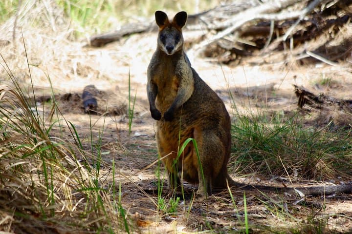 Byron Bay Hinterland Day Tour: Rainforest Walk & Minyon Falls Swim photo 3