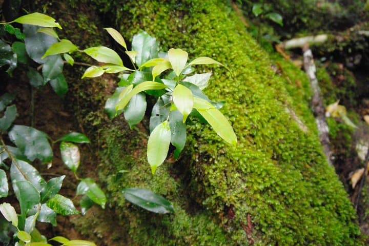 Byron Bay Hinterland Day Tour: Rainforest Walk & Minyon Falls Swim photo 4