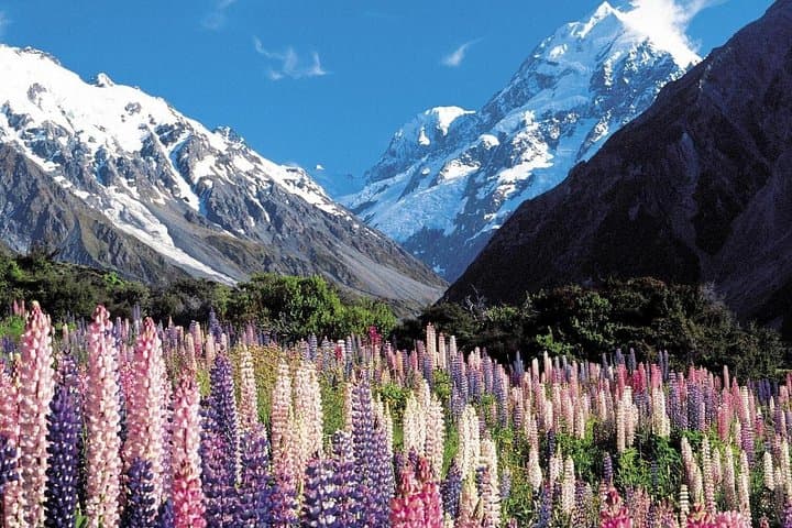 Mount Cook Day Trip from Christchurch: Lake Tekapo, Pukaki & Tasman Glacier photo 4