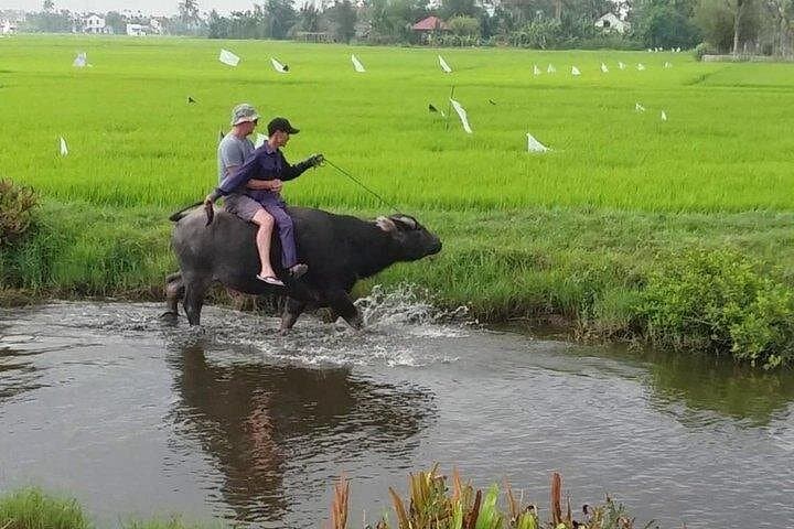 Hoi An Countryside: Buffalo Riding, Bicycle Tour & Cam Thanh Basket Boat Rowing photo 2