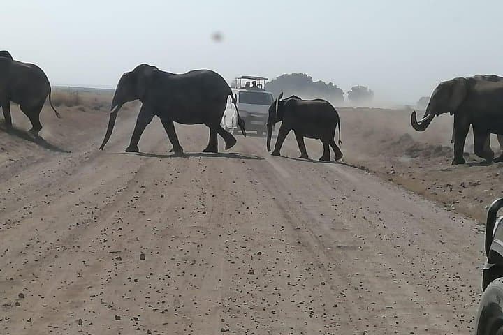 4-Day Masai Mara Budget Camping Safari — Migration, Game Drives & Tented Camp photo 5