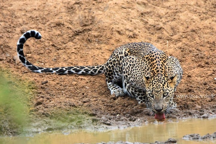 Half-Day Private Safari to Yala National Park from Tangalle — Leopard, Elephant & Sloth Bear Viewing photo 2