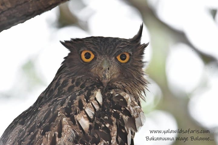 Half-Day Private Safari to Yala National Park from Tangalle — Leopard, Elephant & Sloth Bear Viewing photo 3
