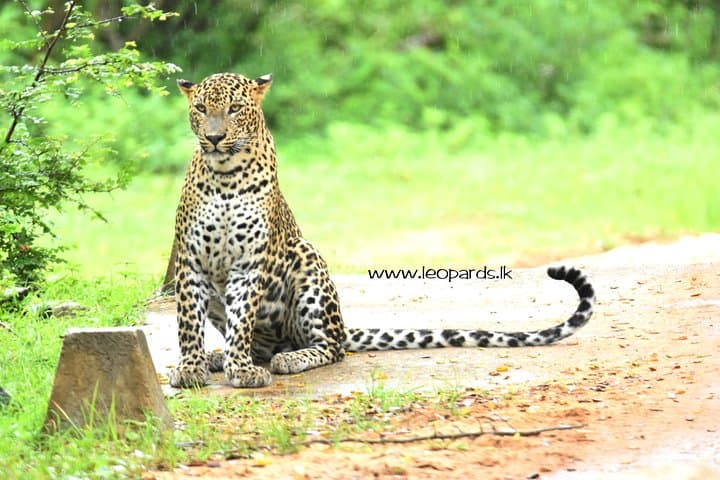 Half-Day Private Safari to Yala National Park from Tangalle — Leopard, Elephant & Sloth Bear Viewing photo 4