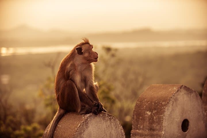 Ancient Kingdoms & Best of East: 14-Day Sri Lanka Cultural and Wildlife Circuit photo 4