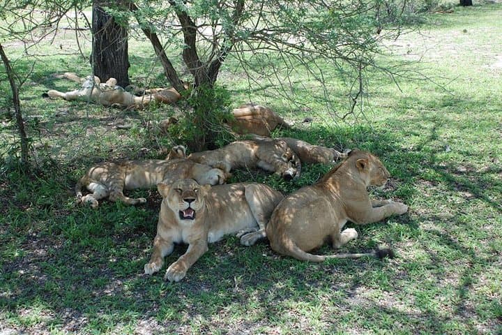 5-Day Maasai Mara, Lake Naivasha & Lake Nakuru Safari — Big Cats, Flamingos & Rift Valley Views photo 2