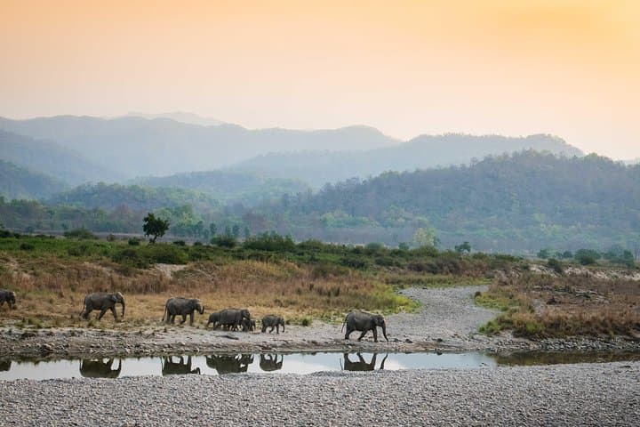 Dhikala Tiger Safari – 2N Jim Corbett National Park Dhikala Zone Wildlife Safari