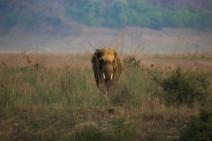 Dhikala Tiger Safari – 2N Jim Corbett National Park Dhikala Zone Wildlife Safari photo 3