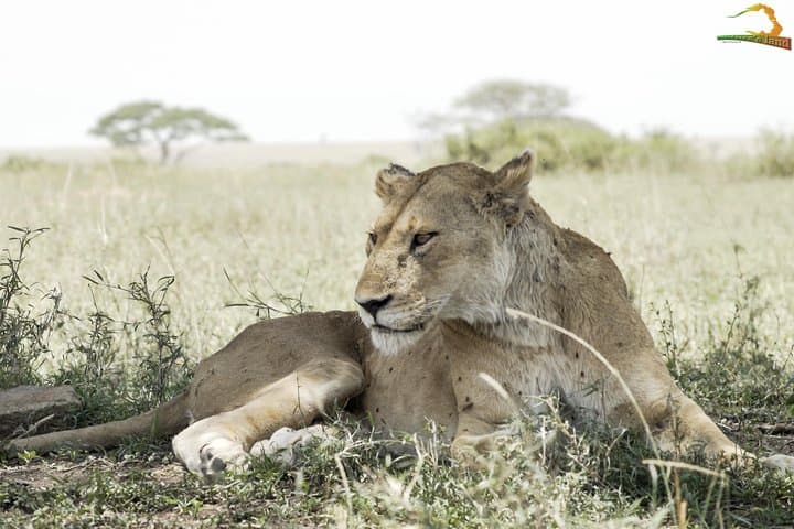 2-Day Serengeti Safari from Mwanza: Overnight Game Drive & Camping photo 4