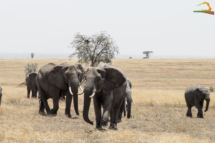 2-Day Serengeti Safari from Mwanza: Overnight Game Drive & Camping photo 6