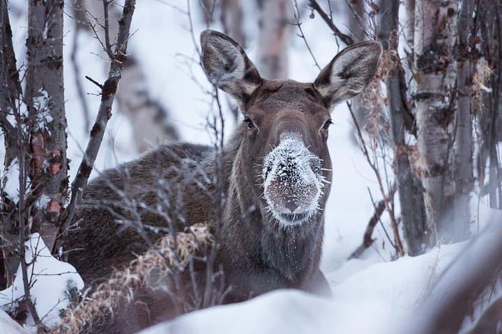 Morning Hike in Abisko National Park: Guided 4–5 km Arctic Trail photo 3