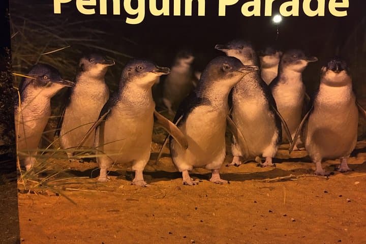 Private Phillip Island Penguin Tour from Melbourne — Premium Penguin Parade & Island Highlights