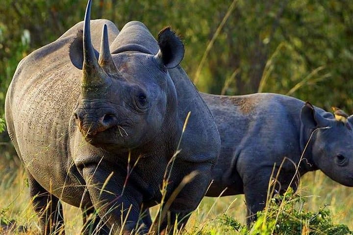 4-Day Best of Kenyan Wildlife Safari — Masai Mara & Lake Nakuru photo 4