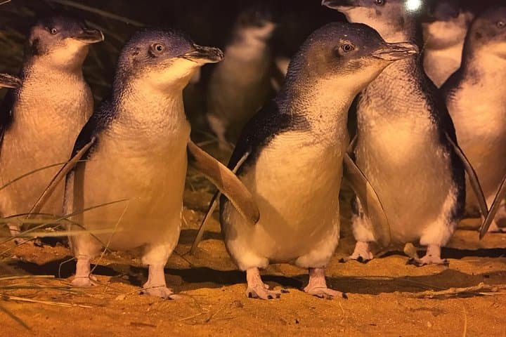 Private Phillip Island Penguin Tour from Melbourne — Premium Penguin Parade & Island Highlights photo 2