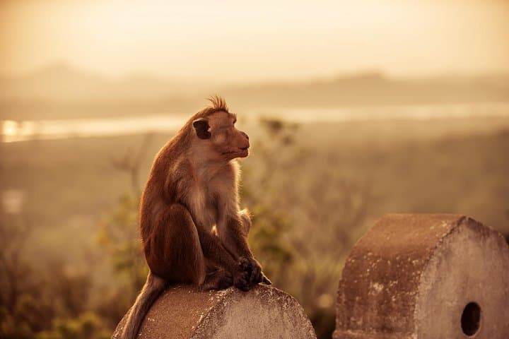 14-Day Sensation of the World: Sri Lanka Itinerary from Sigiriya to Galle photo 3